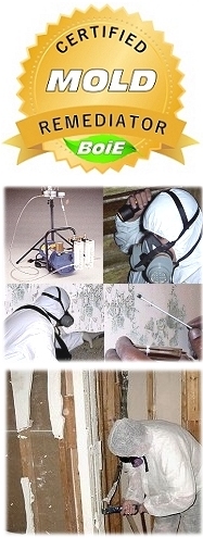 Mold Remediation Course