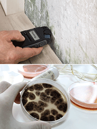 Mold Inspection Training & Certification Course